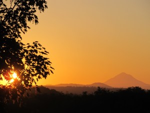 grass sewn_may 18_2013 001