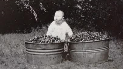 April 2016_baby Smith standing next to tubs of crabapples