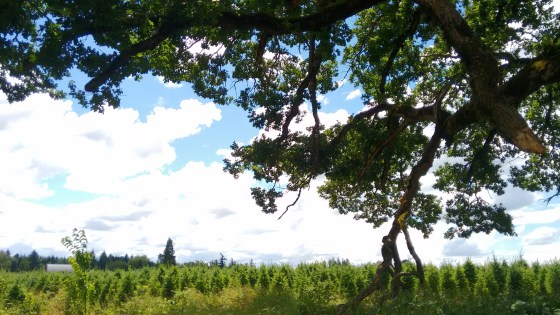 outdoors trail_june 2016 (1)