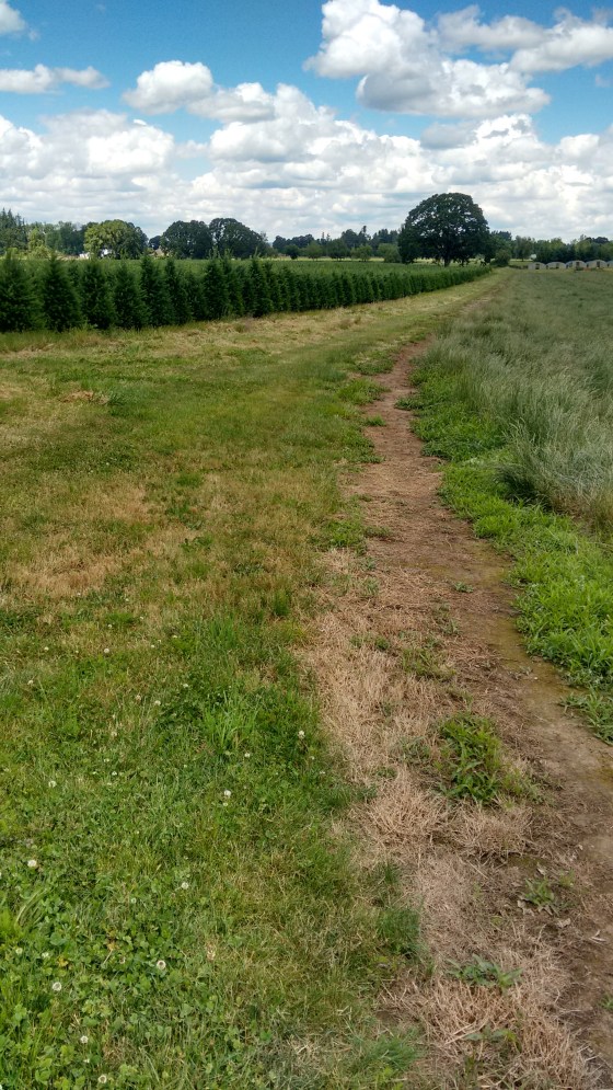 outdoors trail_june 2016 (16)