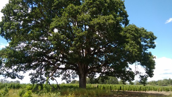 outdoors trail_june 2016 (19)