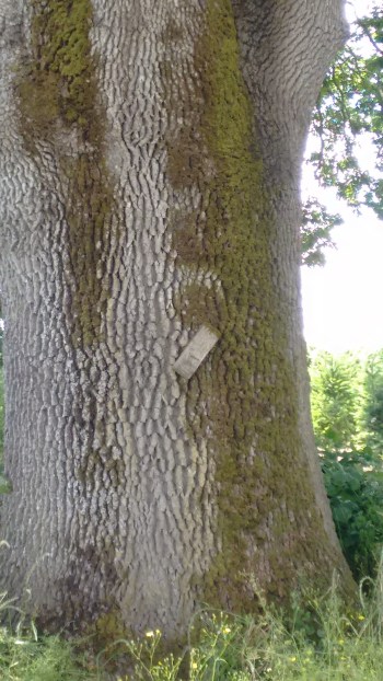 outdoors trail_june 2016 (25)