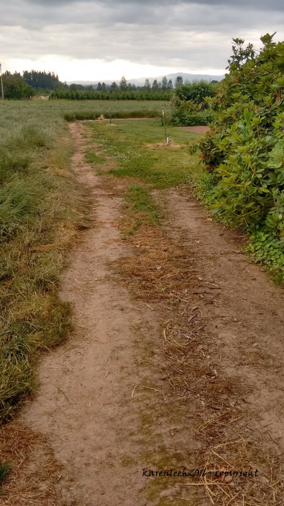 trail_june 2016 (13)