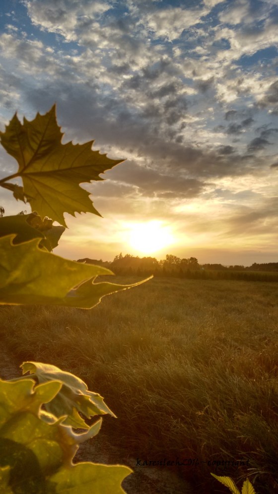 views from the trail_june 2016 (6)