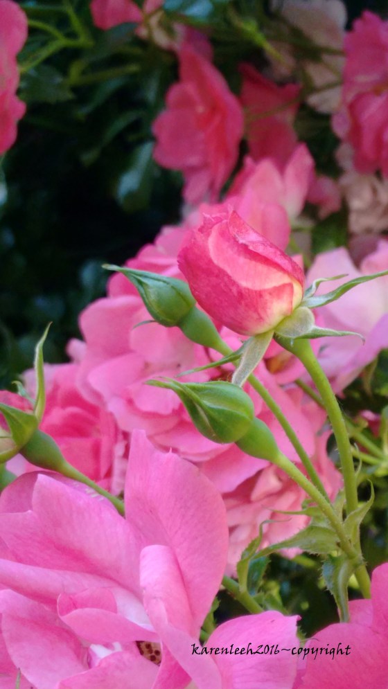 tylers rose_may and june 2016 (6)