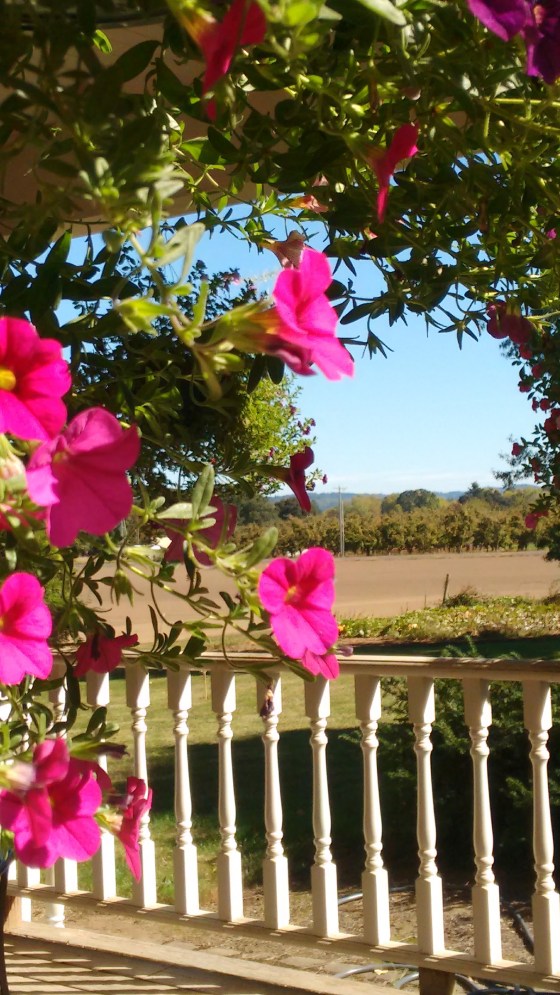 new-deck-and-fall-flowers_sept-2016-30