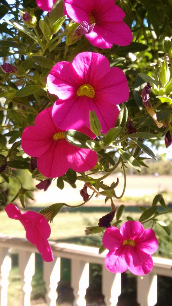 new-deck-and-fall-flowers_sept-2016-31