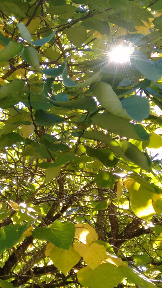 new-deck-and-fall-flowers_sept-2016-32