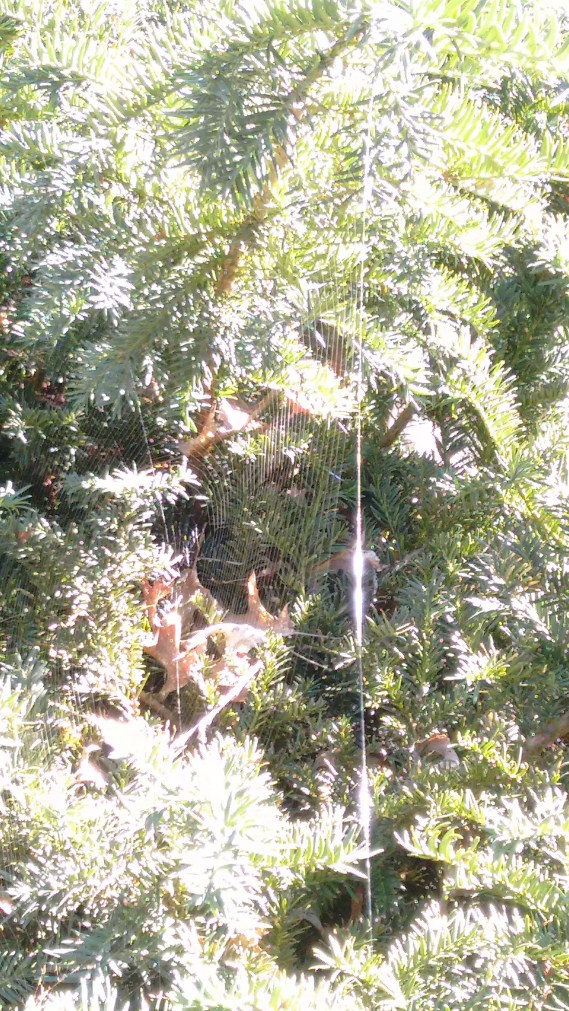 new-deck-and-fall-flowers_sept-2016-40