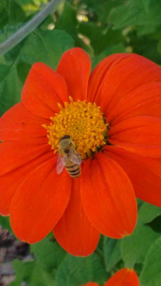 flowers-at-bok-gardens_oct-2016-3