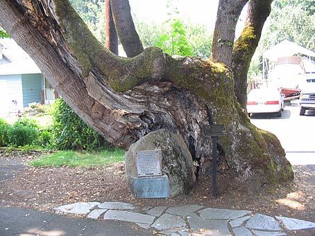 pow-wow-tree-oregon-travel-experience-dot-com-photo