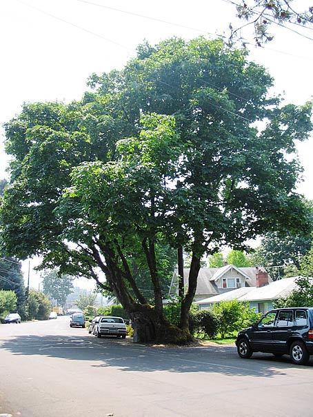 pow-wow-tree_oregon-travel-experience-dot-com