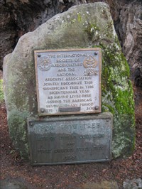 pow-wow-tree_waymarking-dot-com-photo