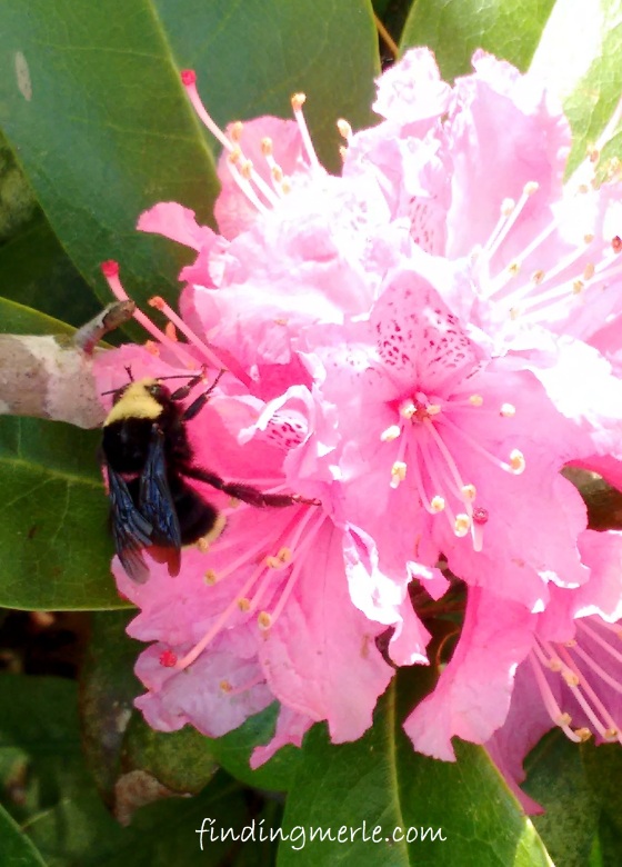 rhodie and the bee_may 2017