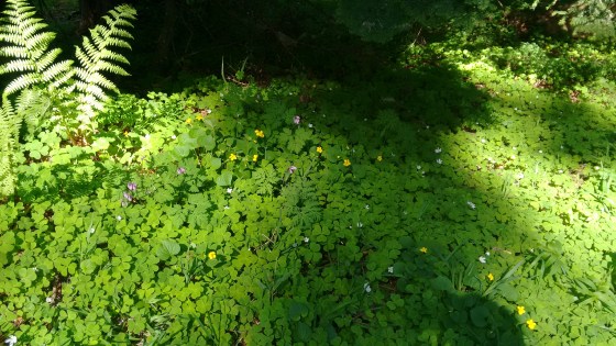 Marys Peak w Tyler and Brittany_May 2017 (1)