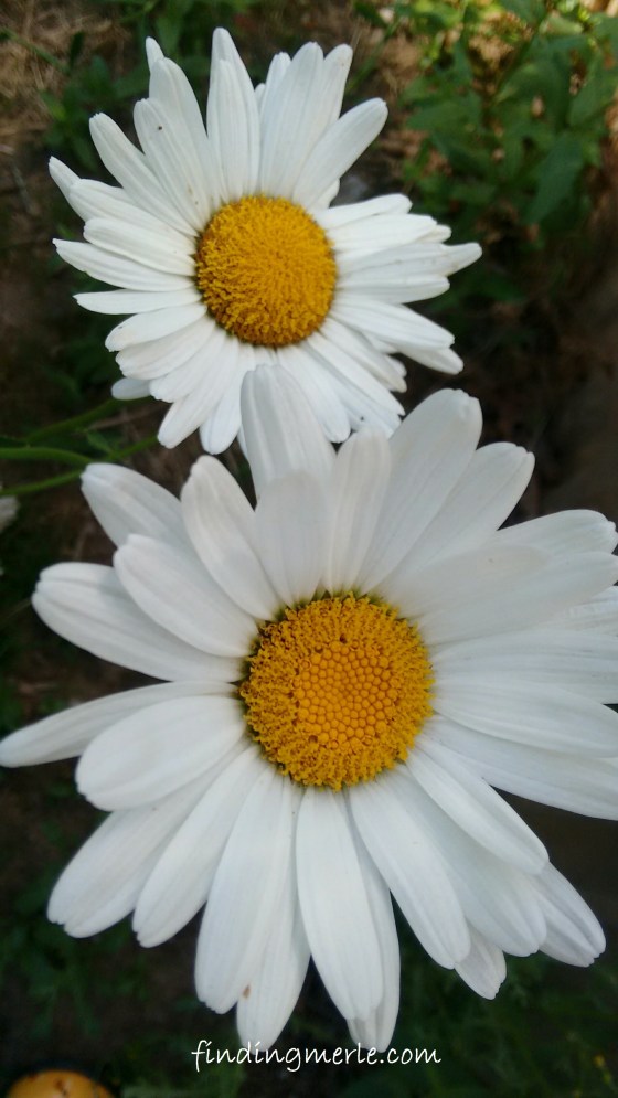 daisies from last year