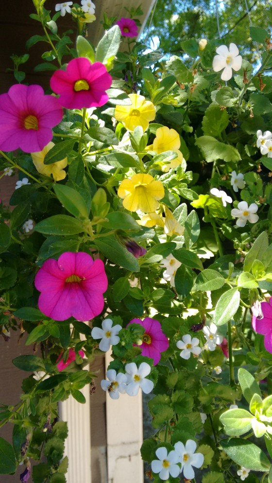 IMG_20170709_123114206