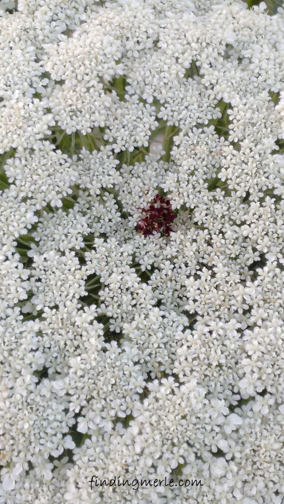 queen anne purple center