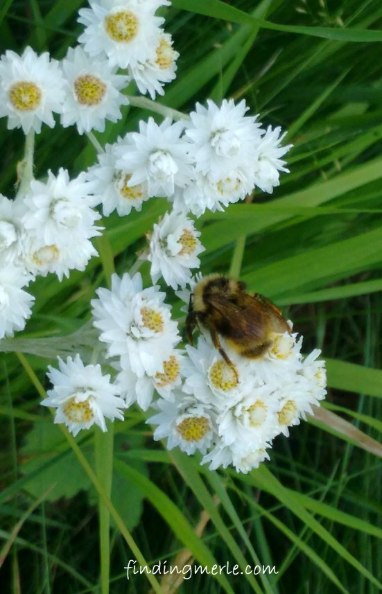 bee on flower_Yaak riverb