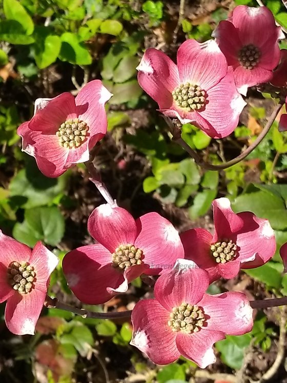 geier_yard spring flowers_2018 (10)