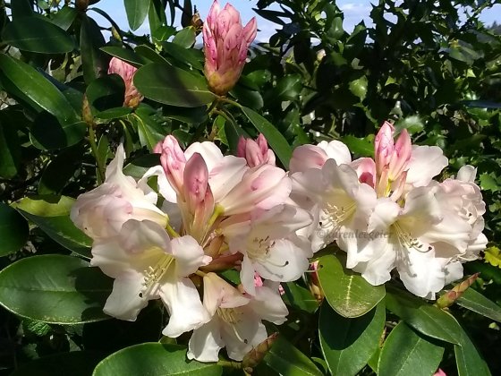 geier_yard spring flowers_2018 (5)