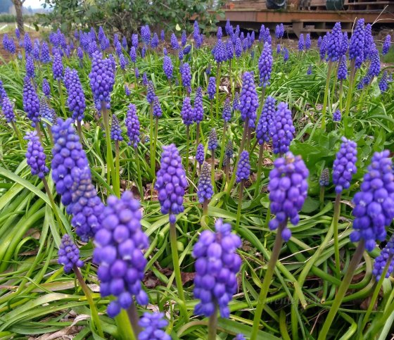geier_yard_spring_grape hyacinth